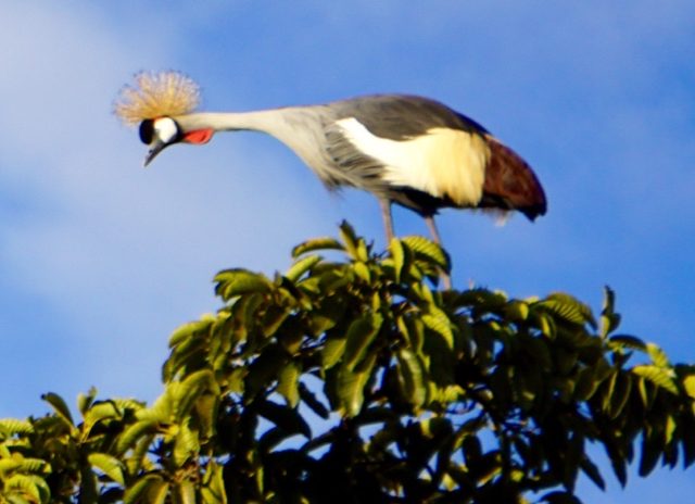 Forestview Uganda 2020